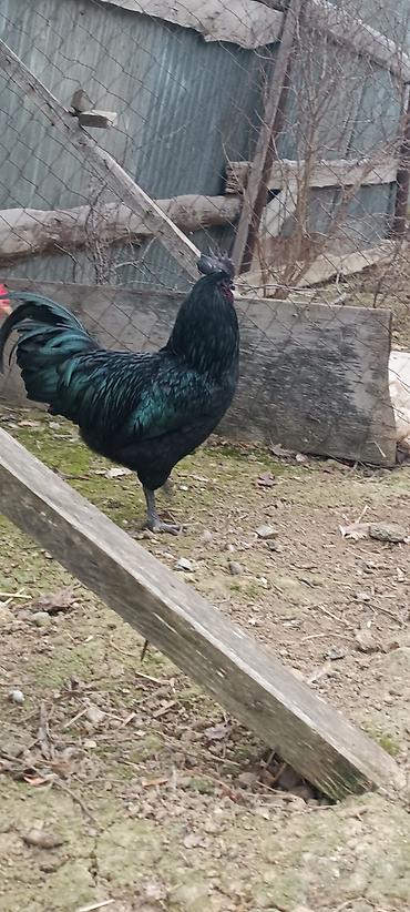 astroloq: ❗Təcili satiram❗ayam cemani ilə astroloq qarişiği 2 xoruz 1 fere — 2
