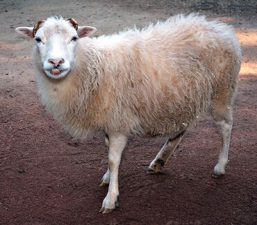 стрижка баран: Продаю | Овца (самка), Баран (самец) | Для шерсти