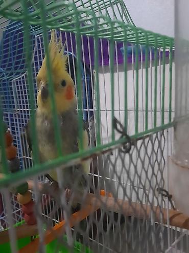 попугай корелла: Hazır erkek dişi quslardi bala verir hal hazirda yuva qizdirirlar — 5