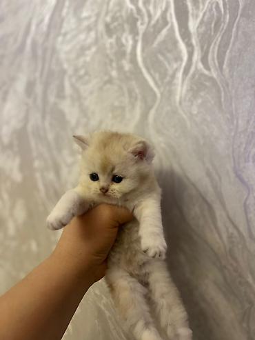 Pişiklər: Britan — 8