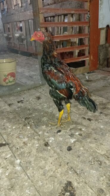 it sortlari: Петух, лет: 1, Самовывоз