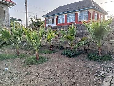 hasar setkaları: Xurma və dekorativ palma tingləri - Növlər: xurma palması (Phoenix — 3