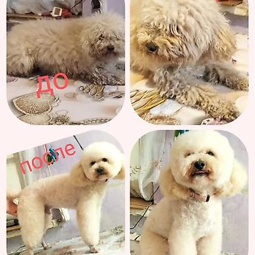 İtlər: Pudel, 6 ay, Dişi -da lalafo.az — 10 İtlər: Pudel, 6 ay, Dişi — 10