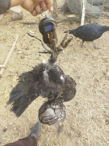 Индюки: Продаю | Индюк (самец) | Полукровка | На забой | Племенные — 4