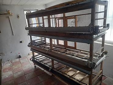 qus nomreleri: Cuce ve yaxud qush qefesi satilir. Qiymet 150 azn — 1