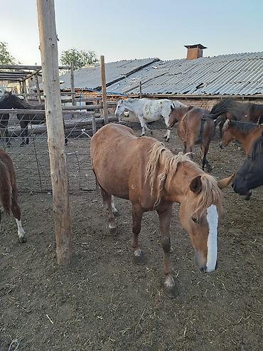 Лошади, кони: Продаю | Кобыла (самка) | Рабочий — 5