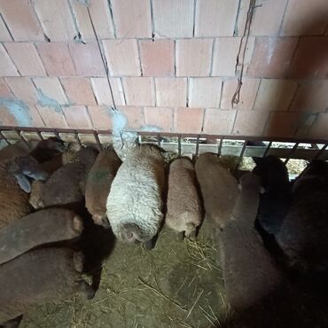 Qoyunlar, qoçlar: Salam aleyküm saxlamlıq quzularm var satram isdiyen0775431770 elaqe — 5