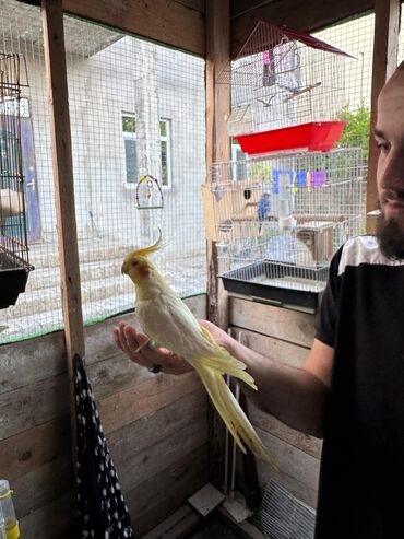 Tutuquşları: Korella 40-70 azn əl quslari bala hazir quslar tutuqusu quslar papuqay — 25