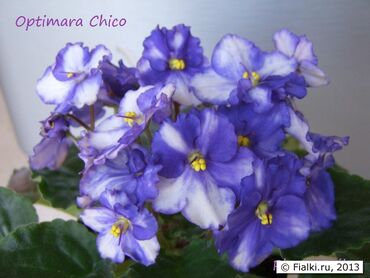 Фиалки и глоксинии: 🌱🌺🌱 Продаю сортовые ДЕТКИ стандартных, трейлерныхмини и полумини — 27