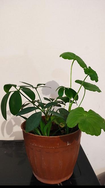 цветок каланхоэ красный: Комнатные растения в горшках 1) Шеффлера (Schefflera arboricola) — 1