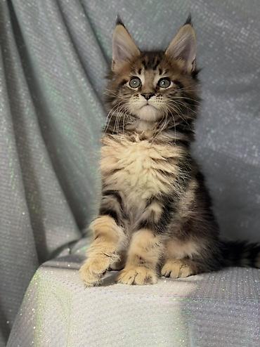 кошка породистый: Породистый котёнок мейн-кун. Особенности: - Ярко выраженный породный — 1