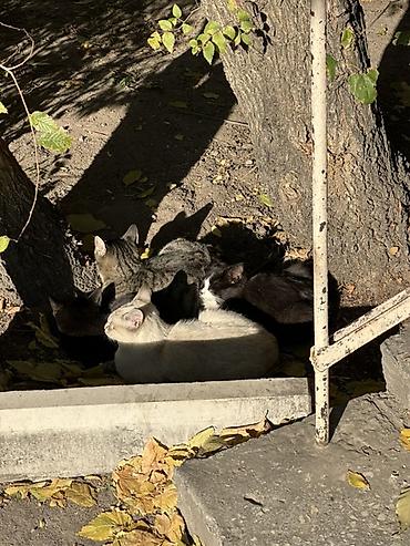 сабаки бесплатно: Котята ищут дом! 🐱❤️ даром Котята живут на улице и очень нуждаются в — 4