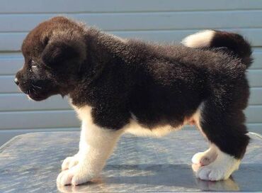 Psi: Američka Akita, štenci Odgajivacnica TOP WINNER PUPPY sa ponosom — 8