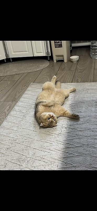 мясо для кошек: Продаю своего кота золотая шиншилла (чистокровная), со всеми — 2