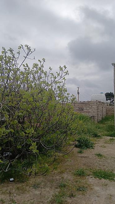 barda: 5 otaqlı, 120 kv. m, Kredit yoxdur, Yeni təmirli — 10