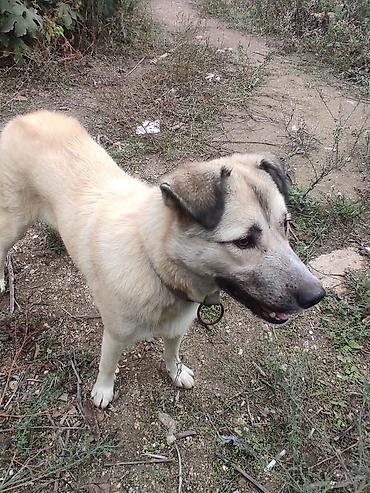 balali qoyun: Alabay, 5 ay, Dişi — 1