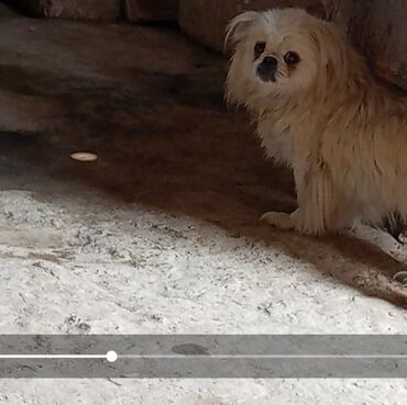 İtlər: Pekines, 2 il, Dişi, Peyvəndli, Ünvandan götürmə lalafo.az -da İtlər: Pekines, 2 il, Dişi, Peyvəndli, Ünvandan götürmə