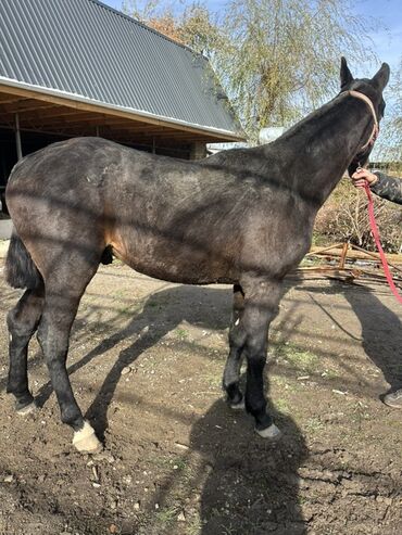 домик для кошка: Продаю | Конь (самец) | Для разведения | Племенные