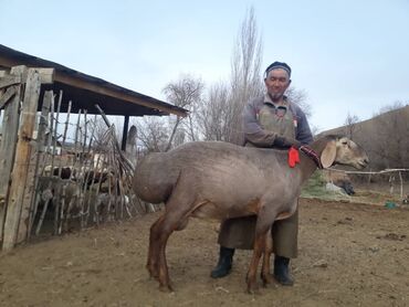 куплю баран село ленинское: Продаю | Баран (самец) | Арашан