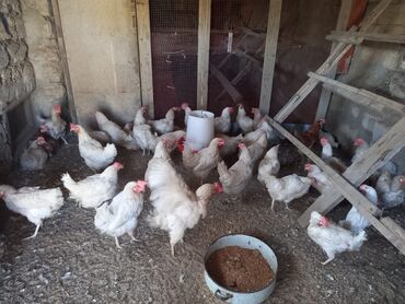 sort toyuqlar: Ağ yumutlayan toyuqlar satilir ünvan Bilgəh qiymət 13 manat endirim