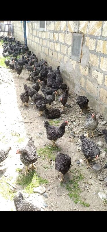 kənd colpaları: Toyuq cücələri, Damazlıq