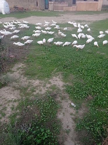 at satilir: Açıq‑hava şəraitində otlaqda bəslənən ağ ördəklər satılır. Məhsulun — 3