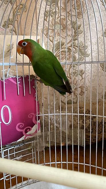 Qəfəslər: Təzə Qəfəslər 9azn boş qəfəslər Valnisti Tutuquşu Qəfəsi 9azn Amadin — 30