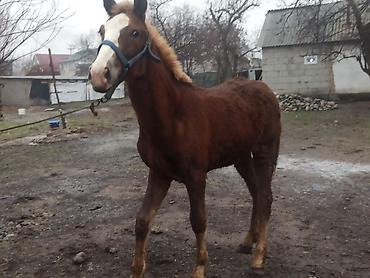 Лошади, кони: Продаю | Жеребенок | Полукровка | Конный спорт | Племенные — 10