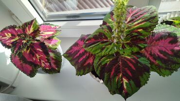 Герани и пеларгонии: Колеус (плектрантус скумариновый) с эффектной вариегатной листвой — 9