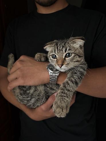 pitomnik temir: Вислоухая шотландская девочка ищет любящую семью! 🐾 Очень ласковая и — 2
