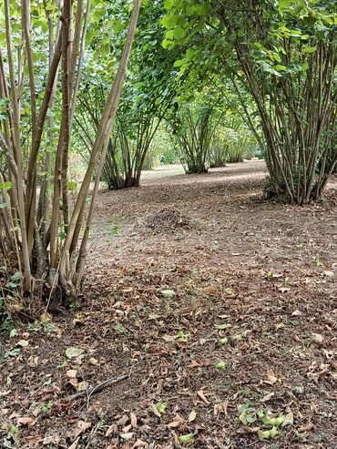 Ağaclar: Salam bağ Qəbələ rayon Nic qəsəbəsində dir bağ 67 sotdan ibarətdir 170 — 5