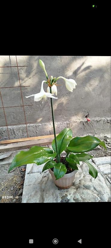 Другие комнатные растения: Комнатные растения — набор 1) Бегония (черенок/молодое растение в — 2