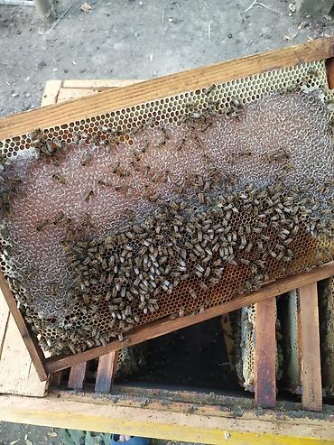 şəkər aparatı çöpü: Təbii arı balı – Bal Lənkəran balıdır. Tam təbiidir, əlavə heç bir — 3
