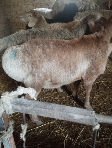 Другие животные: Козу кочкор сатылат 8 баш 7.8.Айлыктар Крук 19минден жакшы куйрукту — 2