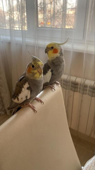 Попугаи Корелла (молодая пара) Самец - 2 года; Самка - 1 год + клетка