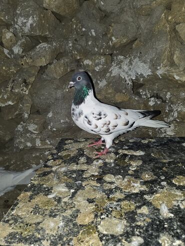 Göyərçinlər: Müxtəlif rənglərdə iki göyərçin təklif olunur. Biri gənc, qəhvəyi, boz — 13