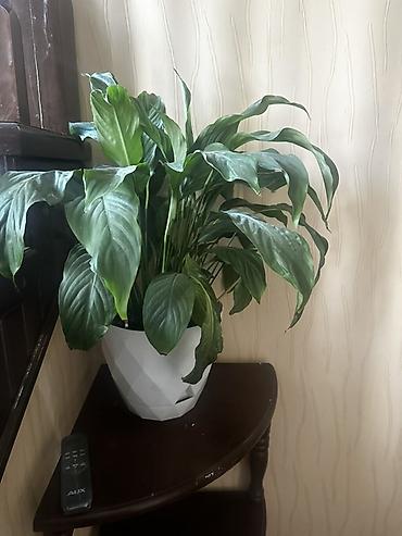 Спатифиллум (Spathiphyllum) в декоративном белом кашпо. - Пышный
