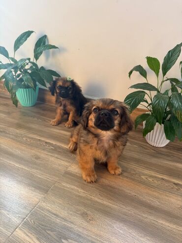 Pişiklər: Pekines, 3 ay, Dişi, Ünvandan götürmə