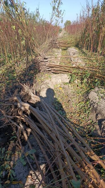 Ağaclar: Yalnız bizim təsərfatimizda bölgələrə uyğun olaraq ağacların kok — 7