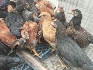 клетки для курицы: Продаются цыплята
