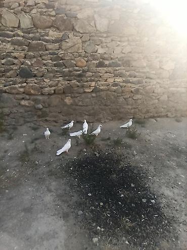 delfin goyərcin: Kom 8qusdu tergidrem bilen bilir ki menim quşları neye qadirdir — 1