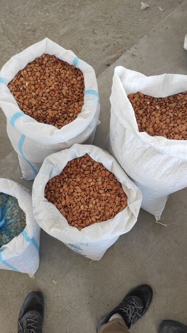 сколько стоит килограмм грецких орехов: Очищенные БаткенОш, Жалал-Абад, Бишкек