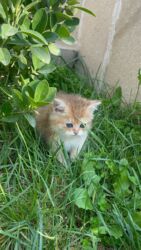 Pişiklər: Britan yastı qulaq, Erkək, Dişi, Yaxşı əllərə, Ünvandan götürmə, Ödənişli çatdırılma, Rayonlara çatdırılma — 13