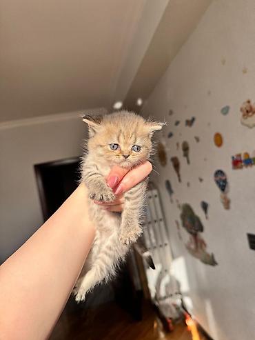 Кошки: Золотая шиншилла, Самец, Самка — 5