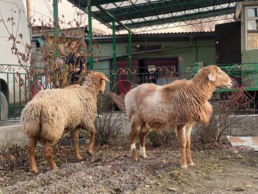 продаю баранов бишкек: Продаю | Баран (самец) | Арашан | Для разведения, На забой, Для шерсти