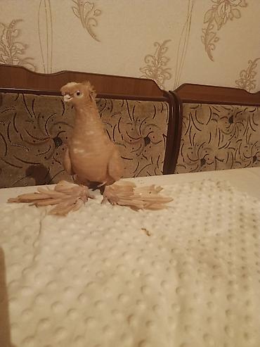 Продажа гребля игра