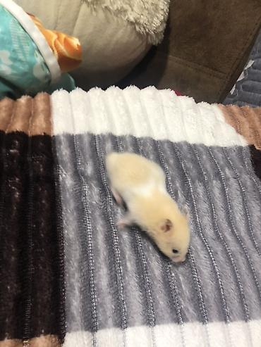 kiçik heyvanlar: Hamster – balaca ev heyvanı - Növ: hamster (gəmirici ev heyvanı) - — 3