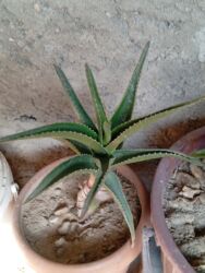 Süni güllər: Bu gülər satlır qiymətləri 1.2 manat yekə gülər 5 manat biri qalanı — 4