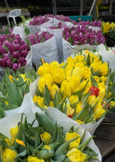 Фикусы: Тюльпаны с Голандий оптом 🌷💐 На 8 марта