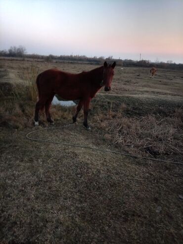 Atlar: Erkək, il: 2, Ünvandan götürmə — 3